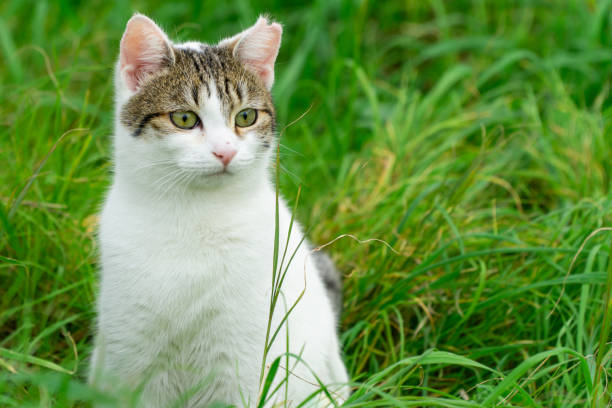 istock Feral cat among green grass resting 1319612116