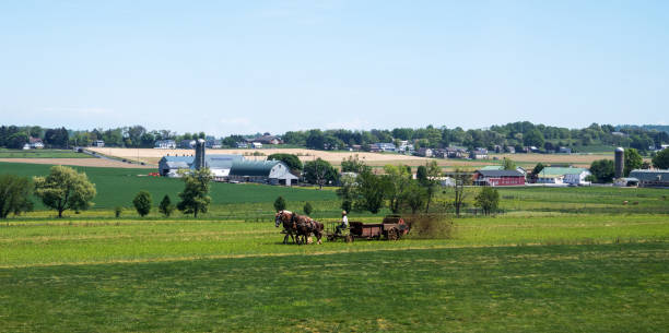 A cart with a fertilizer tank on it is pulled across a field by a team of five mules on a late December afternoon on an Amish farm in Lancaster County, Pennsylvania.