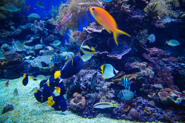 istock Underwater coral reef in red sea 1319613673