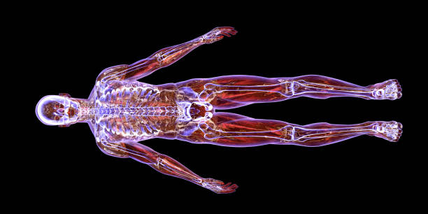 mrt-scanning des menschlichen körpers - arm anatomiebegriff fotos stock-fotos und bilder