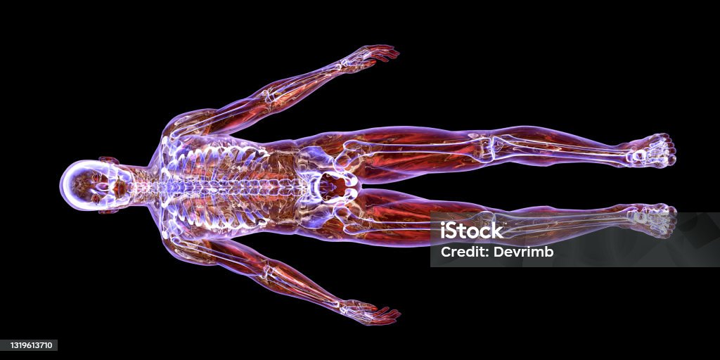MRI Scanning of The Human Body MRI scanning of the human body skeletal, muscular and nervous systems. Anatomy Stock Photo