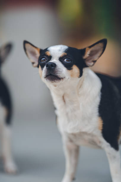 istock Tiny Chihuahua dog is standing on a surface. Indoor natural light shot 1319613938