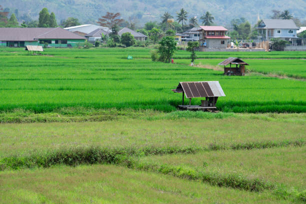 istock Natural Thai rice field in Chiang Mai, Thailand 1319615197