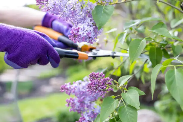 Woman Gardening and Cutting Purple Lilac Flowers Outdoors in Summer. She is using gardening scissors equipment and wearing purple gloves. The focus is on her hands.