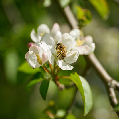Bee pollinating a flower from a pear tree in a garden in springtime