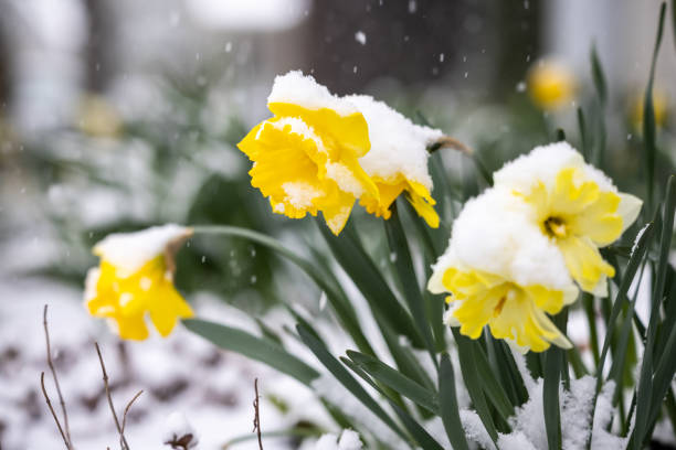 Video of Yellow daffodils Covered with Snow During Late Snowstorm. The snow flakes are landing on the green grass. Due to climate change, special environment phenomenon such as late snowstorm can occur and freeze vegetation such as flowers, agriculture fields, etc.