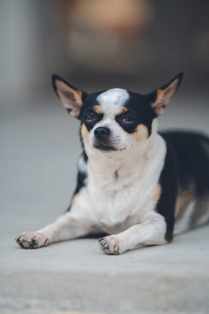 istock Tiny Chihuahua dog is standing on a surface. Indoor natural light shot 1319616190