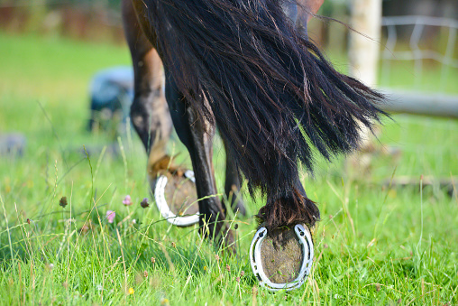 Close up shot of horses hoofs and tail as it trots on grass in the English countryside.