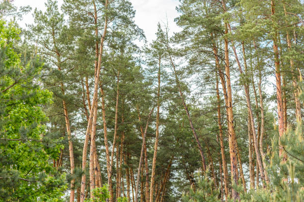 istock Beautiful forest with tall pine trees outside the city on a warm summer day 1319617708