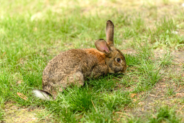 istock Small gray hare on green juicy grass in a meadow 1319617722