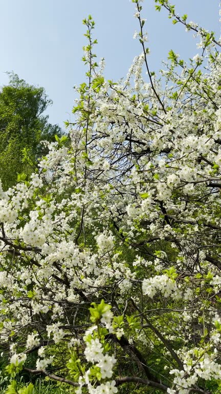 Apple or cherry trees in bloom