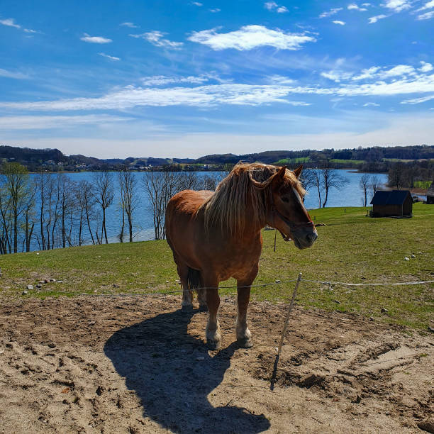 piękny brązowy koń na wybiegu nad jeziorem, polska - chmielno zdjęcia i obrazy z banku zdjęć