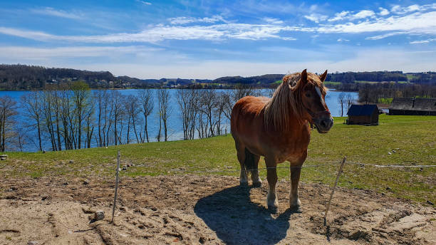 piękny brązowy koń na wybiegu nad jeziorem, polska - chmielno zdjęcia i obrazy z banku zdjęć