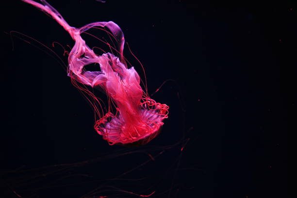 istock Red orange Japanese sea nettle jellyfish 1319619167