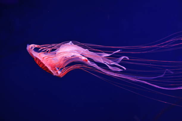 istock Red orange Japanese sea nettle jellyfish 1319619170