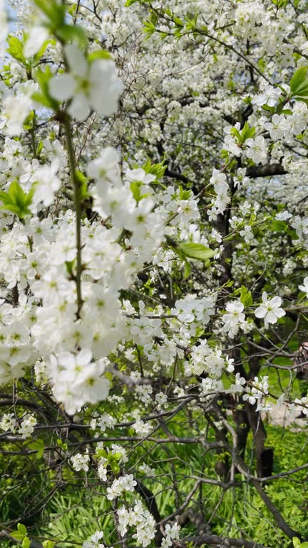 Apple or cherry trees in bloom