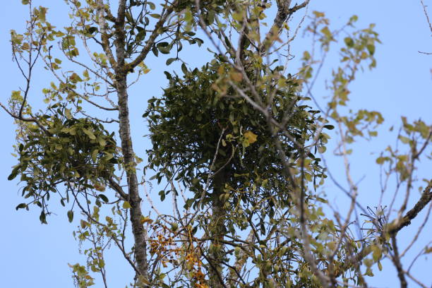 istock Viscum album - mistletoe on trees in early spring 1319619888