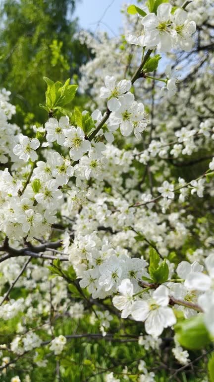 Apple or cherry trees in bloom