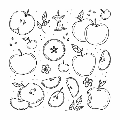 Set of colorless various apples and apple slices in doodle style. Vector line illustration isolated on background.