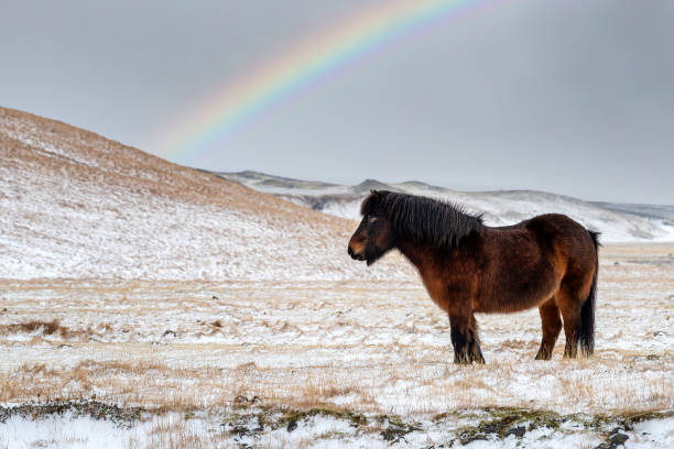 cavalo islandês castanho com arco-íris - horse iceland winter snow - fotografias e filmes do acervo