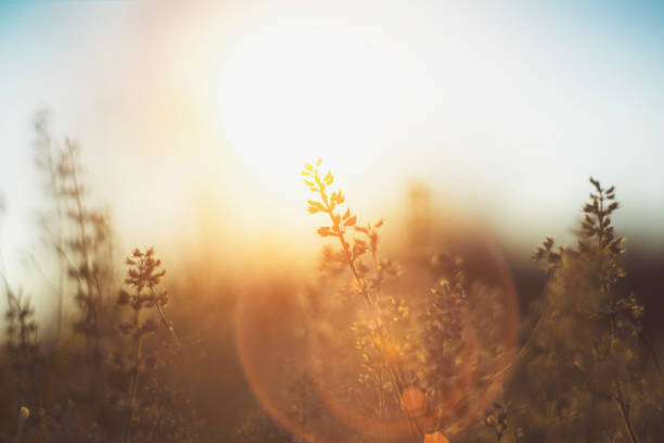 defocused view of dried wild flowers and grass in a meadow in winter or spring or fall in the bright golden rays of the sun with lens flare and highlights on a helios lens blurred background of sky stock photo