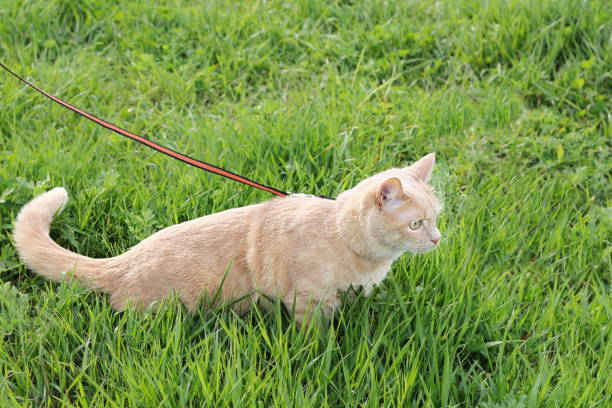 istock A red domestic cat on a walk on a summer day. 1319623153