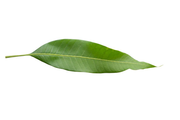 istock Small Green Leaves isolated on a white background with clpping path. 1319623828