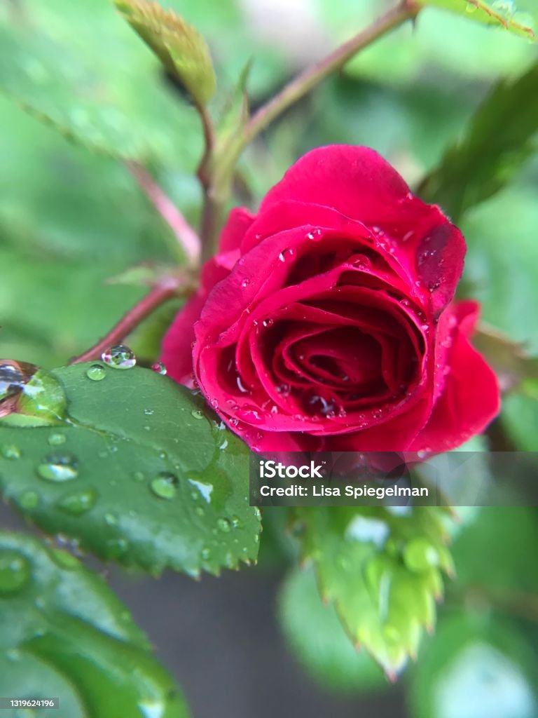 Rainy romance Macro of red rose in the rain Abstract Stock Photo