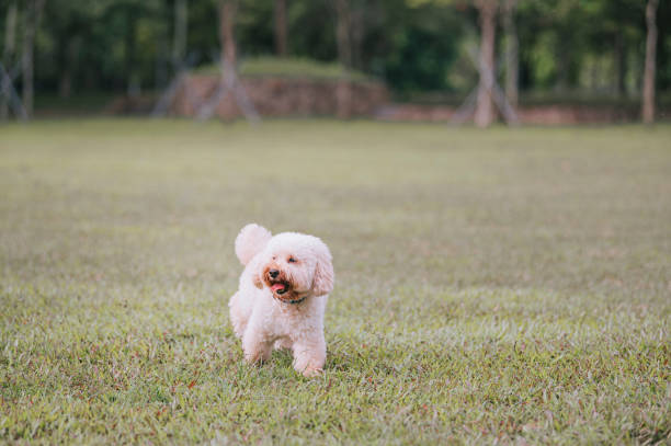 istock toy poodle exploring in public park grass area during morning 1319624425