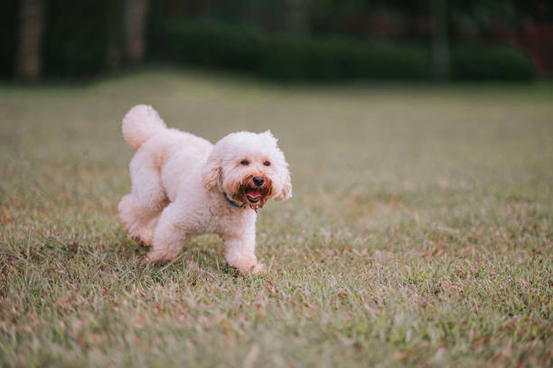 istock toy poodle exploring in public park grass area during morning 1319624487