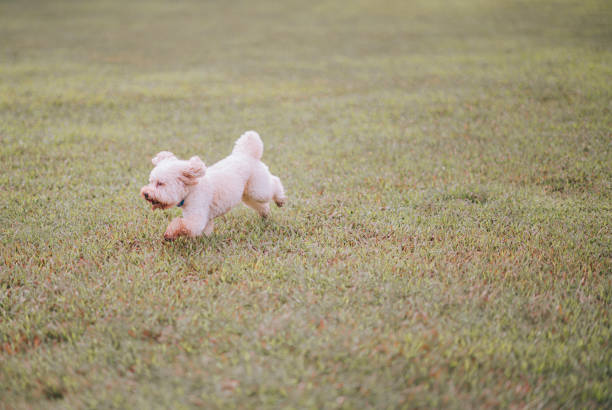 istock toy poodle exploring in public park grass area during morning 1319624560