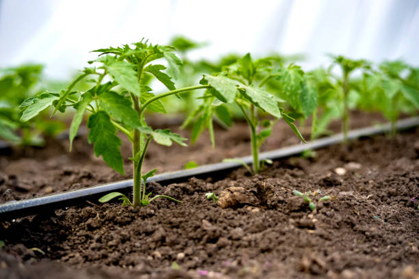 seedlings of cucumbers in a greenhouse on irrigation seedlings of cucumbers in a greenhouse on irrigation. irrigation equipment photos stock pictures, royalty-free photos & images