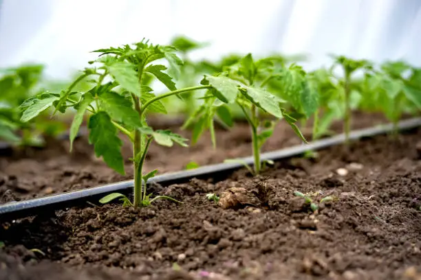 Photo of seedlings of cucumbers in a greenhouse on irrigation