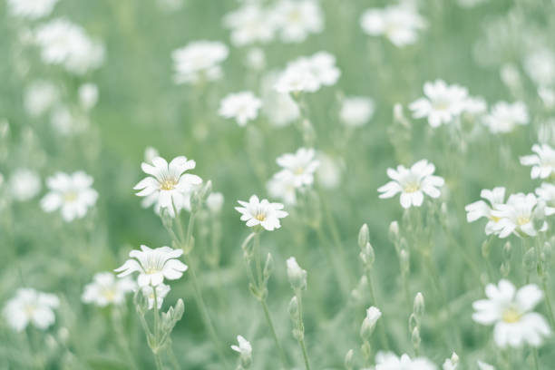 Little white daisy flower with green bokeh baclground