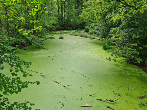 istock pond in nature in the forest 1319626965