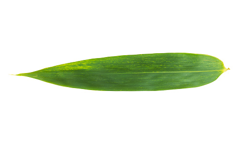 Slim isolated tropical leaf