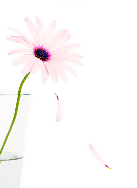 A close-up of a daisy in a glass stock photo