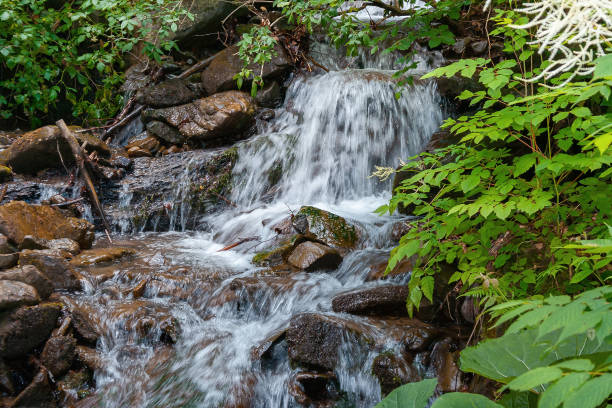 istock stream among the stones in the forest 1319630004