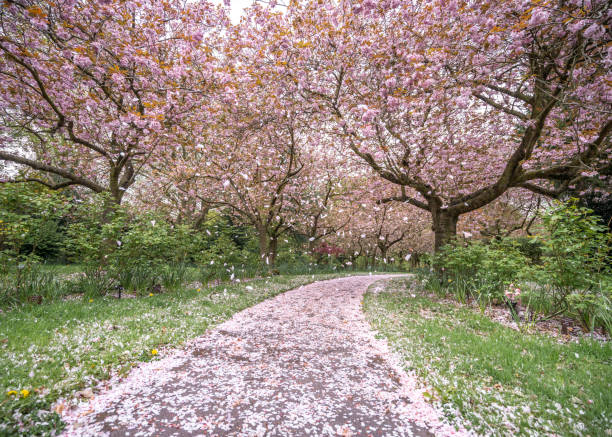 istock Cherry blossom trees in full bloom during spring with pink petals falling to the ground in the wind petals covering footpath 1319631376