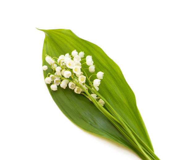 istock White lilies of the valley and green leaf. 1319631399