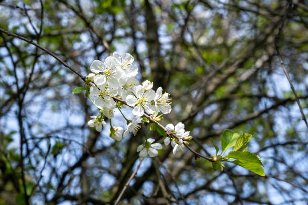 White lilac flowers on a branch. Blurry branches and leaves n the background.