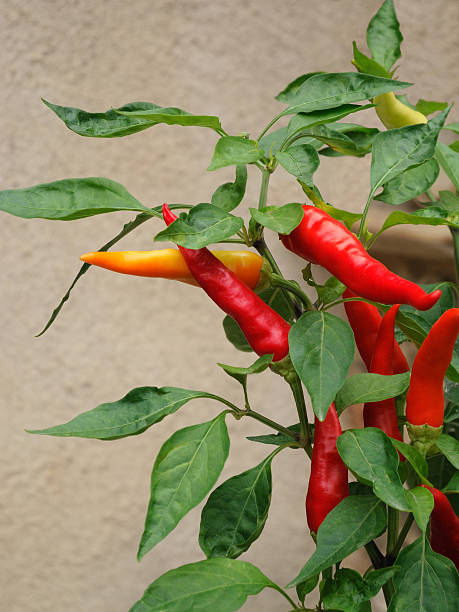 twig of peppers red and yellow peppers with leaves aromatisch stock pictures, royalty-free photos & images