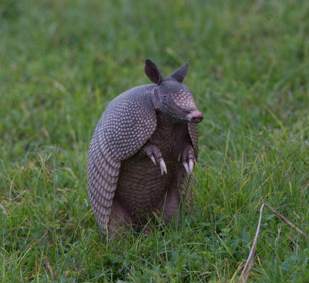 Wild nine-banded armadillo (Dasypus novemcinctus), or the nine-banded, long-nosed armadillo, is a medium-sized mammal, sitting up with claws exposed, in green grass, curiously looking to its right stock photo