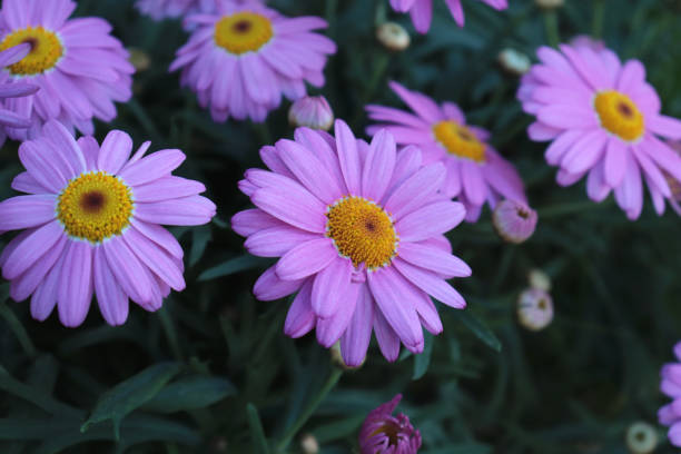 Osteospermum | Flower | Nature themed Photos