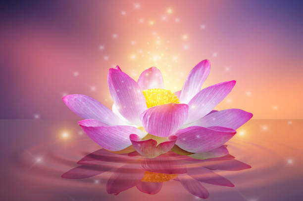 istock lotus Pink light purple floating light sparkle purple background 1319635180