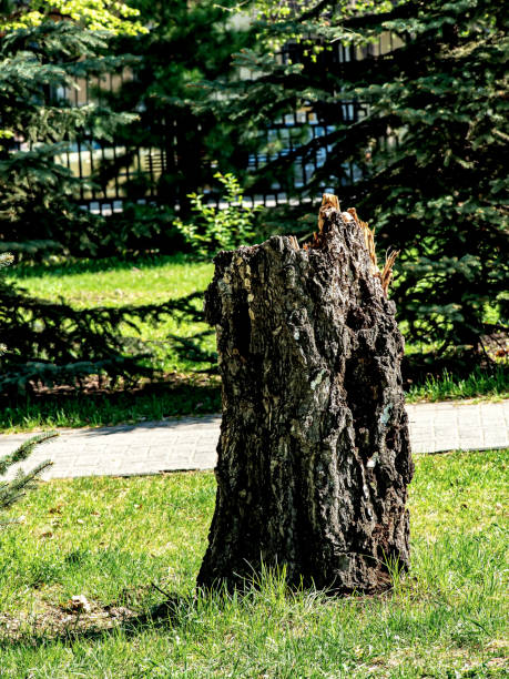 istock old tree stump in the city park 1319635235