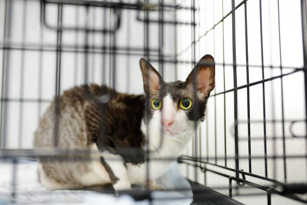 race cornish rex chat pendant l’examen en clinique vétérinaire. santé des animaux de compagnie. animal de soin. chat d’itinérance dans une cage dans un abri pour animaux. hôtels pour animaux, surexposition. animaux perdus. - 11907 photos et images de collection