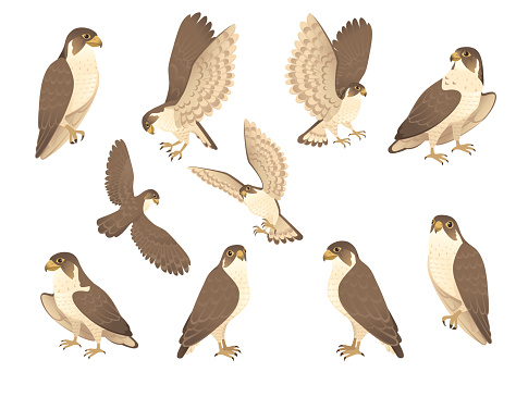 Set of predatory bird cute adult falcon cartoon animal design birds of prey character flat vector illustration isolated on white background.