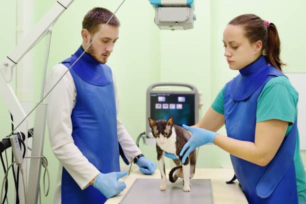 due medici veterinari stanno per fare una radiografia della razza cornish rex cat durante l'esame in clinica veterinaria. salute degli animali domestici. - vet x ray veterinary medicine x ray image foto e immagini stock