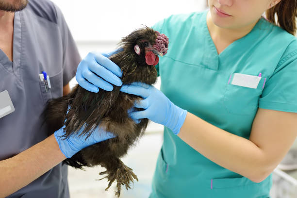 inspeção veterinária de frango. clínica veterinária durante o trabalho. saúde dos animais da fazenda. frango na consulta de um veterinário. - russian influenza epidemic virus flu virus - fotografias e filmes do acervo